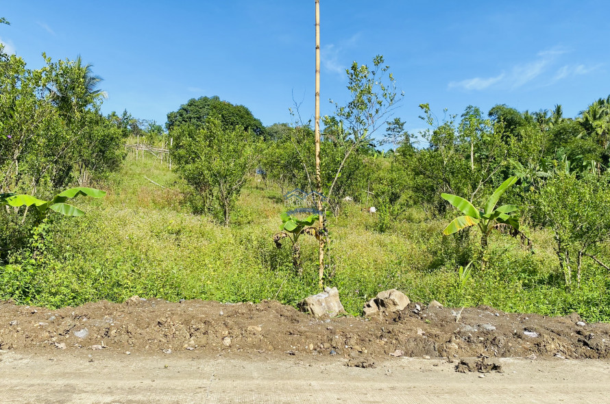 Mango Farm For Sale in Carmen, Agusan del Norte, near Butuan City